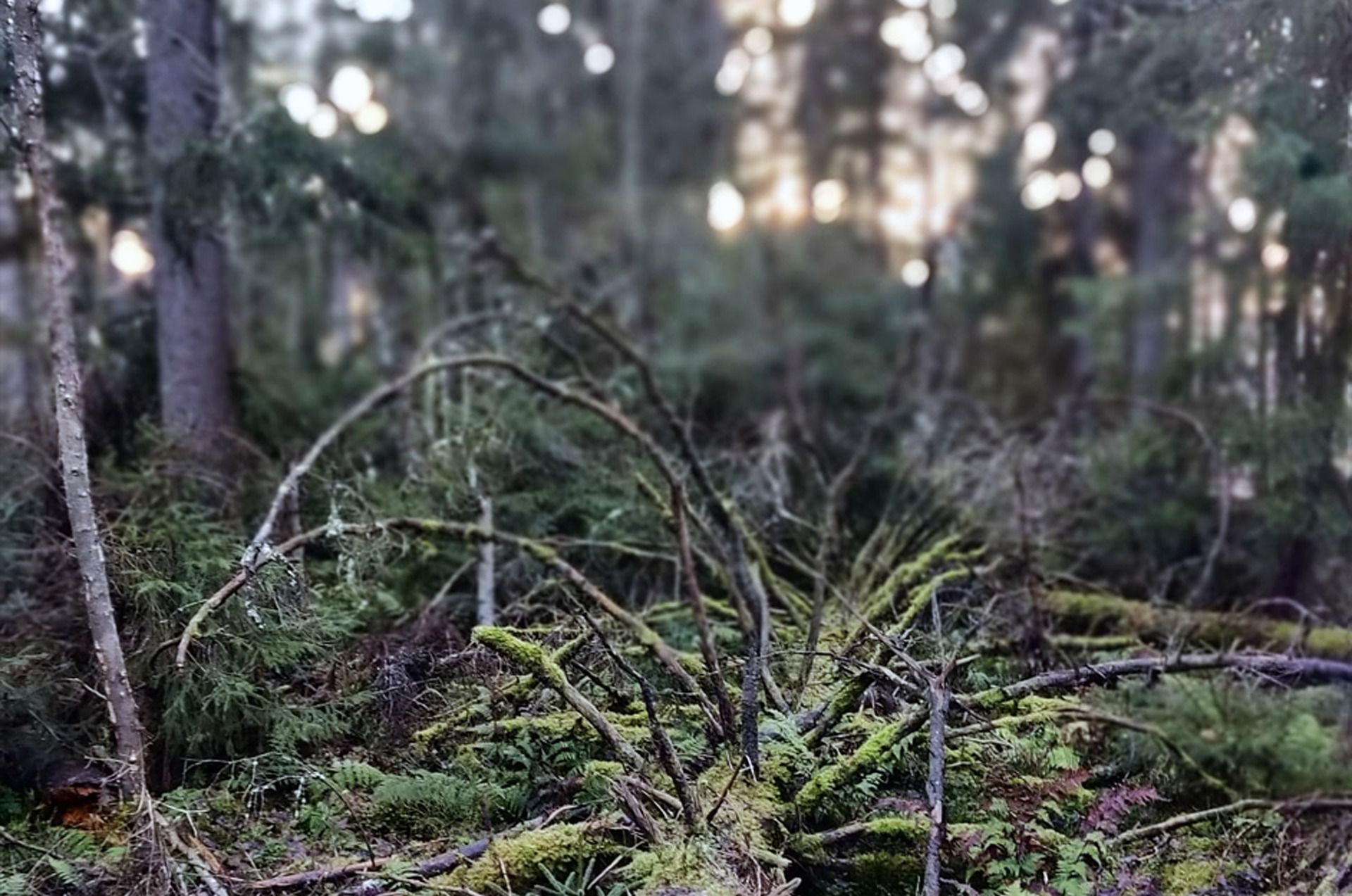 Sumuinen metsä, sammalta ja kaatuneita oksia, taustalla valoa ja puiden siluetteja.