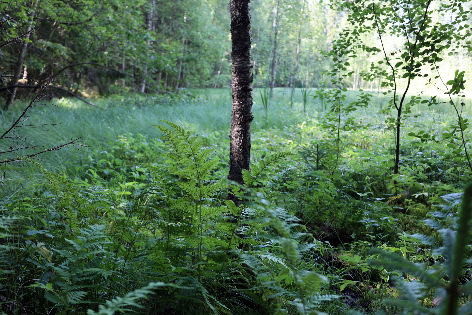Vihreä metsämaisema, korkea puunrunko keskellä ja saniaisia sekä sammalta peittämässä metsänpohjaa.