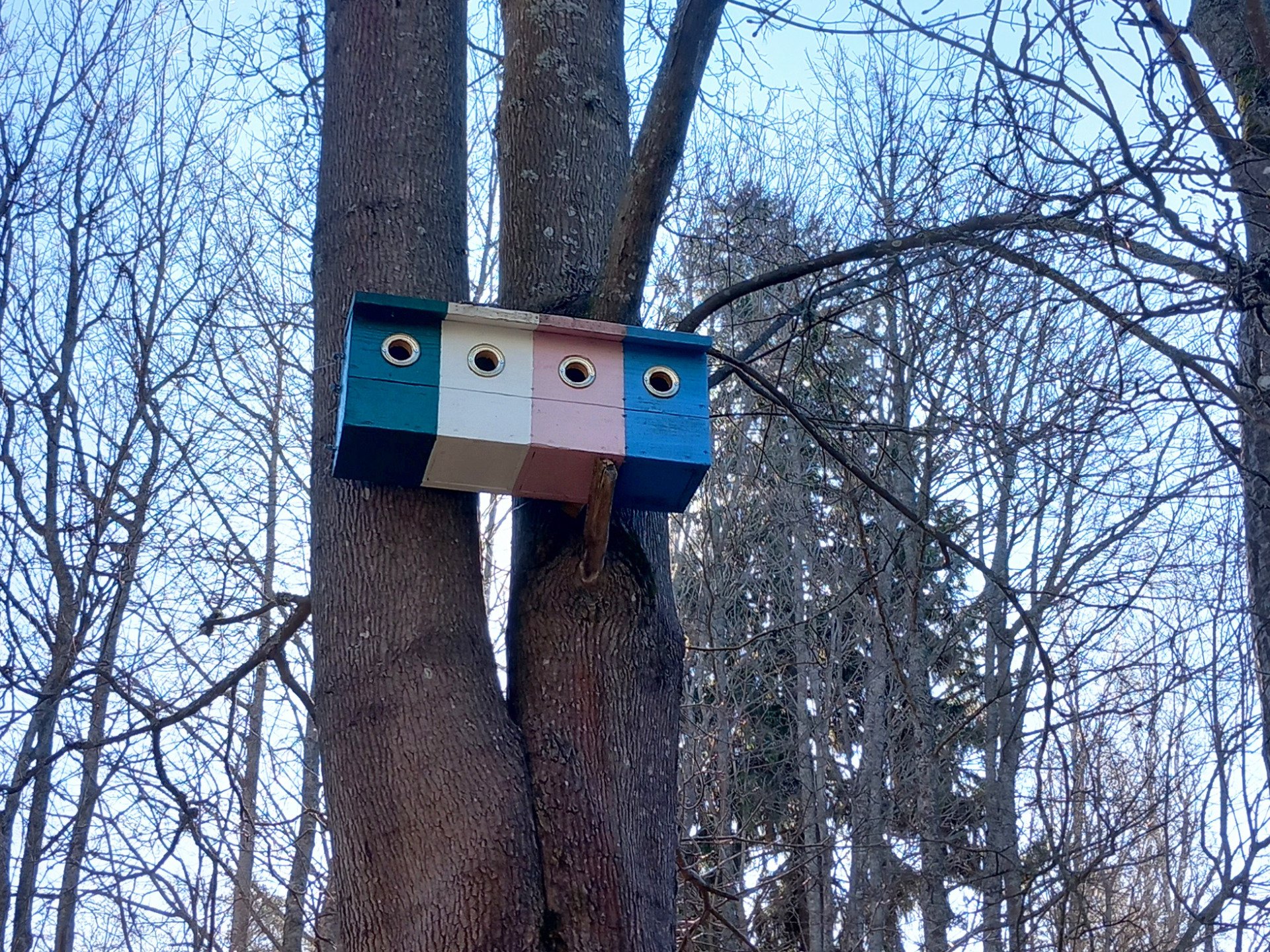 Neljä eri väristä linnunpönttöä, joissa on pyöreät reiät, kiinnitetty puunrunkoon talvisessa metsässä.